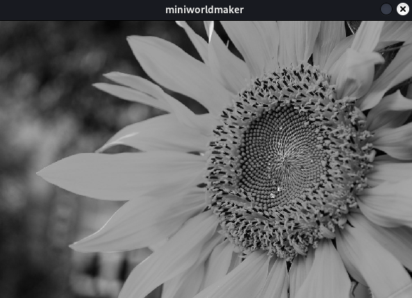 sunflower grey